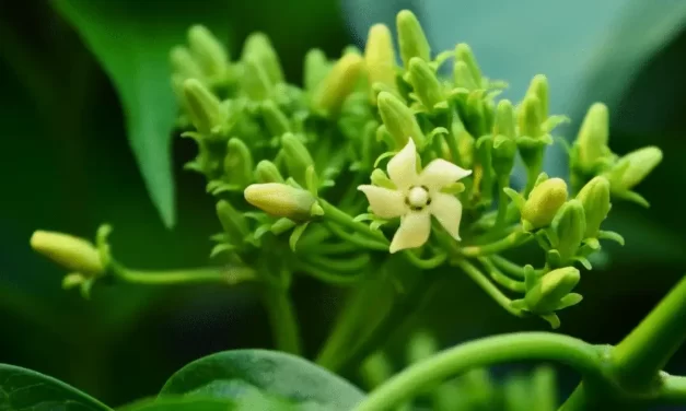 Gymnema Sylvestre – Az ayurveda titkos fegyvere a cukorfüggőség ellen